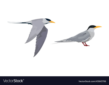 river tern bird river tern bird