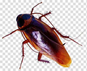 Roaches Transparent Image