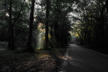road beneath a forest road beneath a forest