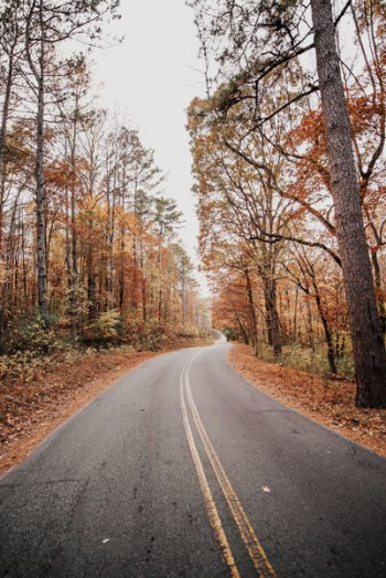 road between autumn forest road between autumn forest