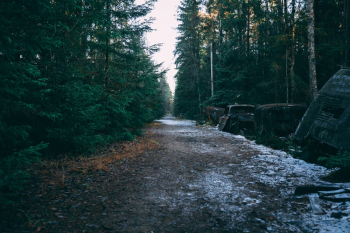 Road Between Green Forest Tree Road Between Green Forest Tree