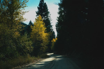 road between tall trees nature photography road between tall trees nature photography