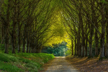 road between tree road between tree