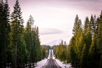 road between trees road between trees