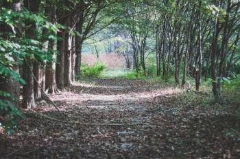 Road in Forest Road in Forest