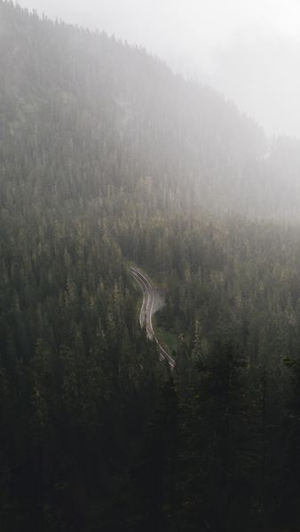 road in forest road in forest