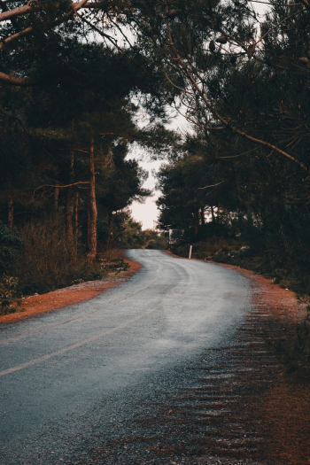 Road in the forest Road in the forest