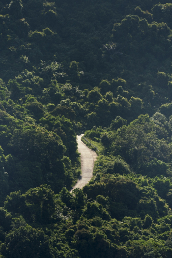 Road Passing through a Forest Road Passing through a Forest