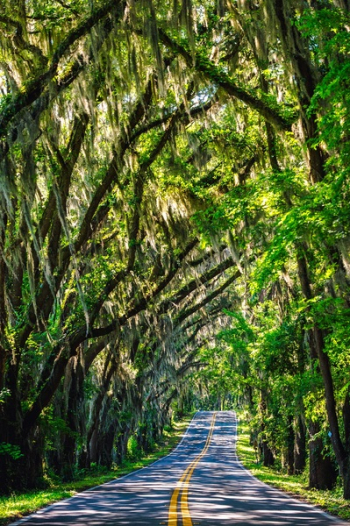 Road Passing Through Forest Road Passing Through Forest