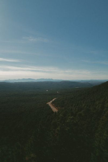 road surrounded by trees road surrounded by trees