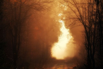 road through forest road through forest