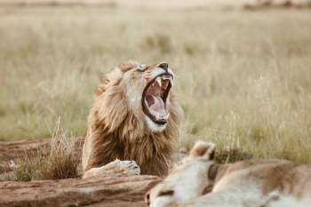 roaring lion on field roaring lion on field
