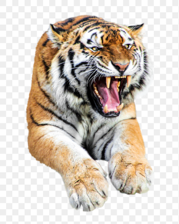 Roaring tiger animal png sticker, | Free PNG - rawpixel Roaring tiger animal png sticker, | Free PNG - rawpixel