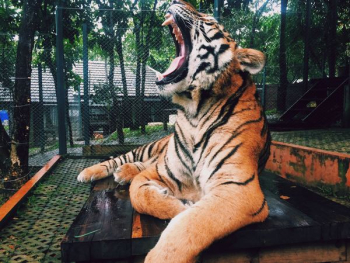 roaring tiger inside zoo during daytime roaring tiger inside zoo during daytime