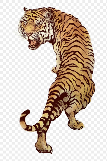 Roaring tiger png sticker, animal | Free PNG Sticker - rawpixel Roaring tiger png sticker, animal | Free PNG Sticker - rawpixel