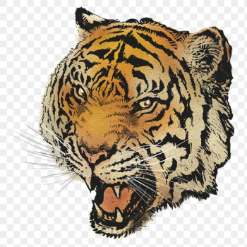 Roaring tiger png sticker, animal | Free PNG Sticker - rawpixel Roaring tiger png sticker, animal | Free PNG Sticker - rawpixel