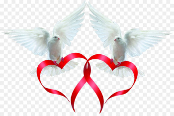 Rock dove Columbidae Bird Ribbon - Pigeon Love ribbon Rock dove Columbidae Bird Ribbon - Pigeon Love ribbon