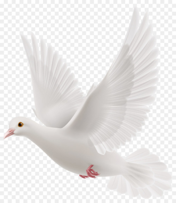 Rock dove Columbidae Bird - Snowy pigeons Rock dove Columbidae Bird - Snowy pigeons