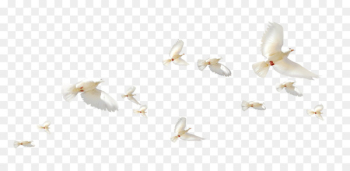 Rock dove Flight Columbidae Wing - A group of white pigeons Rock dove Flight Columbidae Wing - A group of white pigeons