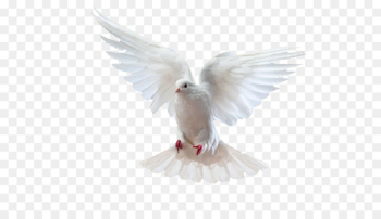 Rock dove Homing pigeon Columbidae - Puchi flying bird Rock dove Homing pigeon Columbidae - Puchi flying bird