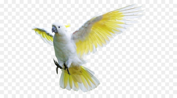 Rock dove Lovebird Budgerigar Sulphur-crested cockatoo - bird 