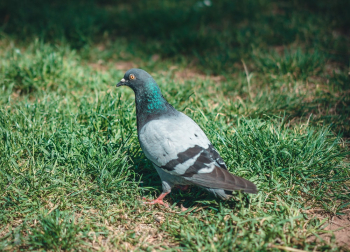 Rock Dove on Ground Rock Dove on Ground