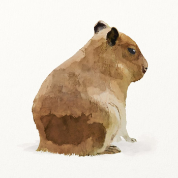Rodent watercolor illustration, capybara design | Free Photo Illustration - rawpixel