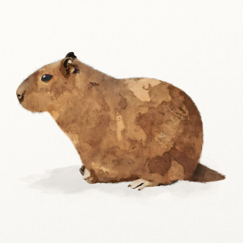 Rodent watercolor illustration, cute Capybara | Free Photo Illustration - rawpixel