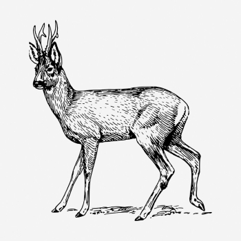 Roe deer drawing, vintage wildlife | Free Photo - rawpixel Roe deer drawing, vintage wildlife | Free Photo - rawpixel