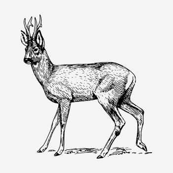 Roe deer drawing, vintage wildlife | Free PSD - rawpixel Roe deer drawing, vintage wildlife | Free PSD - rawpixel