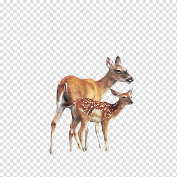 Roe deer Elk Animal, Deer transparent background PNG clipart Roe deer Elk Animal, Deer transparent background PNG clipart