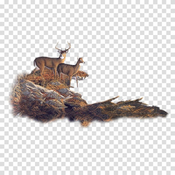 Roe deer Moose Reindeer Forest, Deer transparent background PNG clipart Roe deer Moose Reindeer Forest, Deer transparent background PNG clipart