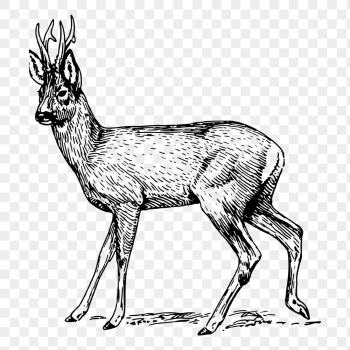 Roe deer png sticker, vintage | Free PNG - rawpixel Roe deer png sticker, vintage | Free PNG - rawpixel