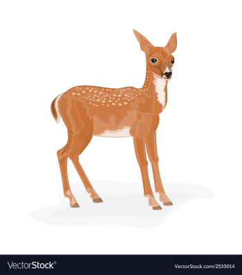 Roe-Deer vector image Roe-Deer vector image
