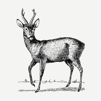 Roebuck drawing, vintage wildlife illustration | Free PSD - rawpixel Roebuck drawing, vintage wildlife illustration | Free PSD - rawpixel