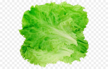 Romaine lettuce Hamburger Salad Clip art - lettuce Romaine lettuce Hamburger Salad Clip art - lettuce