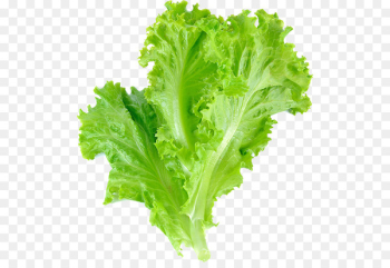 Romaine lettuce Leaf vegetable Salad Leaf lettuce - vegetable 