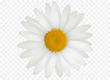 Roman chamomile Oxeye daisy Transvaal daisy Chrysanthemum Argyranthemum frutescens - Daisy PNG Clipart Image 