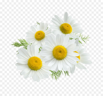 Roman chamomile Stock photography Royalty-free Flower - camomile 