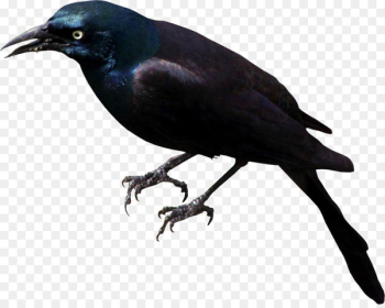 Rook American crow Bird New Caledonian crow Common raven - Chinese painting raven bird 