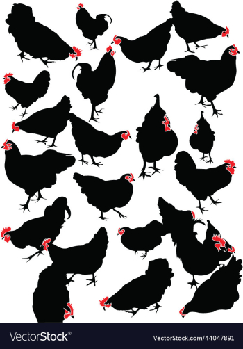 rooster animal domestic rooster animal domestic