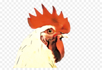 Rooster, Chicken, Beak PNG Rooster, Chicken, Beak PNG