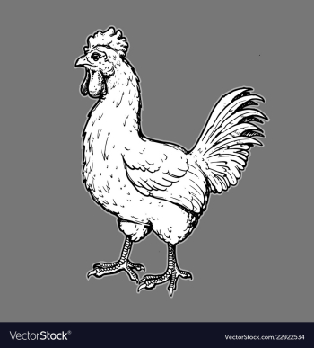 Rooster hand drawn image vector image Rooster hand drawn image vector image
