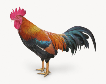 Rooster isolated on white, animal | Free Photo - rawpixel Rooster isolated on white, animal | Free Photo - rawpixel