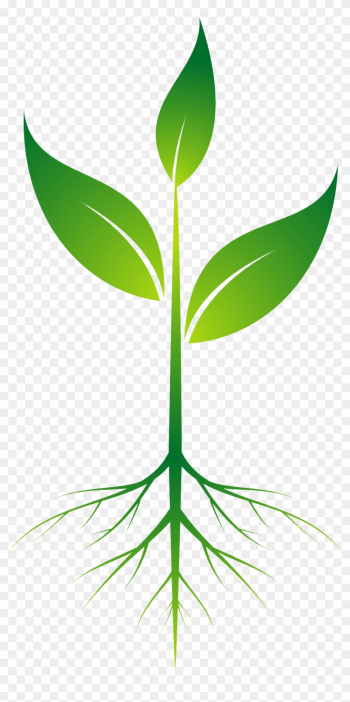 Root Plant Clip Art - Root Plant Png