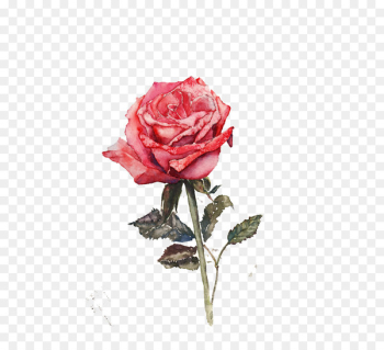 Rosa chinensis Beach rose Flower Adenium obesum - rose Rosa chinensis Beach rose Flower Adenium obesum - rose