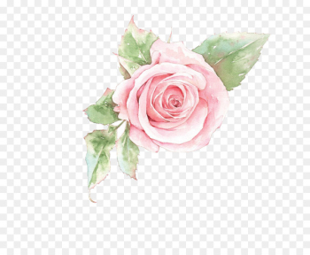Rosa chinensis Beach rose u82b1u89e3u8a9e - Pink rose flower Rosa chinensis Beach rose u82b1u89e3u8a9e - Pink rose flower