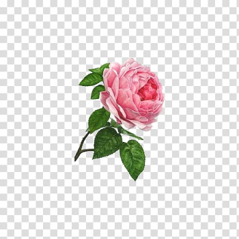 Rosa chinensis Rosa multiflora Watercolor painting Garden roses, Fig white rose transparent background PNG clipart