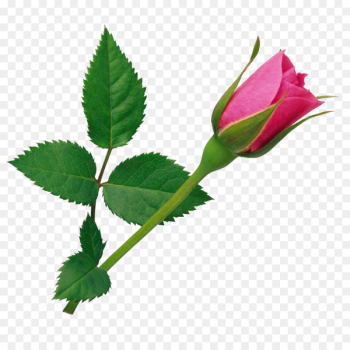 Rosa gallica Damask rose Flower Pink - Rose Rosa gallica Damask rose Flower Pink - Rose