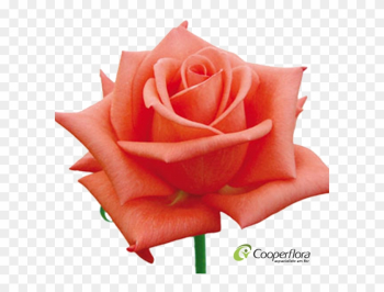 Rosa Greta - Garden Roses Rosa Greta - Garden Roses